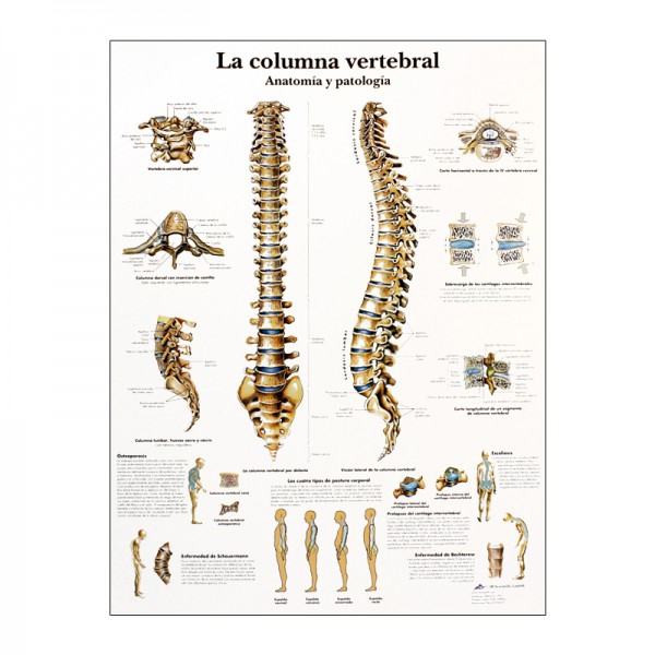Lámina de anatomía: Columna vertebral Lámina de anatomía: Columna vertebral